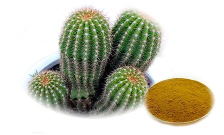 Hoodia gordoni- ն Reduslim- ի կազմում