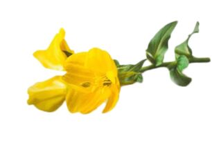 Primrose յուղ Reduslim- ում