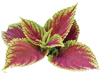 coleus forskolia- ն Reduslim- ի կազմում